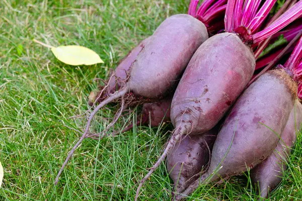 Yapraklarla hasat edilen uzun pancar kökleri (Cylindra çeşitliliği) bahçede sarı sonbahar yaprakları dökülmüş yeşil çimenlik çimlerde toplanır..