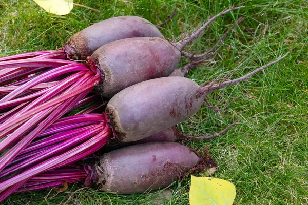 Yapraklarla hasat edilen uzun pancar kökleri (Cylindra çeşitliliği) bahçede sarı sonbahar yaprakları dökülmüş yeşil çimenlik çimlerde toplanır..