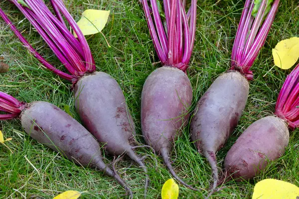 Yapraklarla hasat edilen uzun pancar kökleri (Cylindra çeşitliliği) bahçede sarı sonbahar yaprakları dökülmüş yeşil çimenlik çimlerde toplanır..