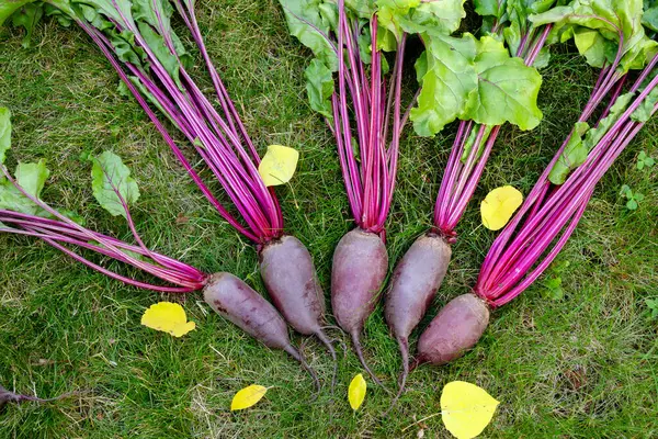 Yapraklarla hasat edilen uzun pancar kökleri (Cylindra çeşitliliği) bahçede sarı sonbahar yaprakları dökülmüş yeşil çimenlik çimlerde toplanır..