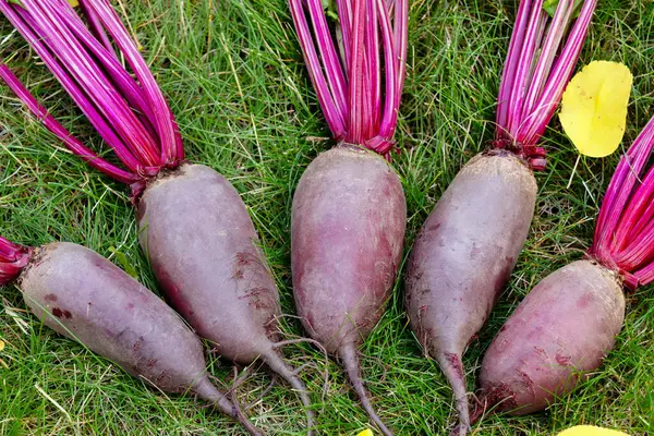 Yapraklarla hasat edilen uzun pancar kökleri (Cylindra çeşitliliği) bahçede sarı sonbahar yaprakları dökülmüş yeşil çimenlik çimlerde toplanır..