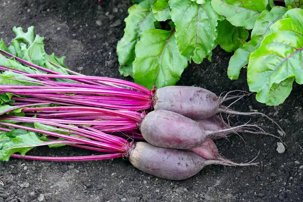 Yapraklı pancar kökleri (Cylindra çeşitliliği) bahçede büyüyen pancar sırasının yanında yerde yatar..