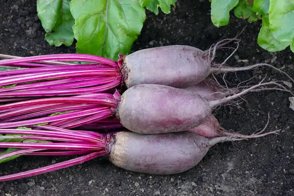 Yapraklı pancar kökleri (Cylindra çeşitliliği) bahçede büyüyen pancar sırasının yanında yerde yatar..