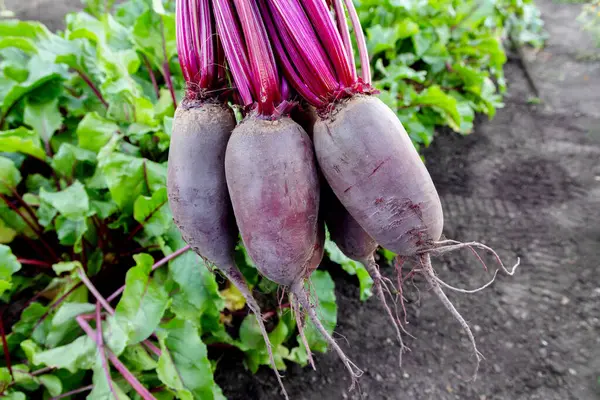 Yapraklı pancar kökleri (Cylindra çeşitliliği), bahçede büyüyen pancar sırasının yanında yer üstünde toplanır..
