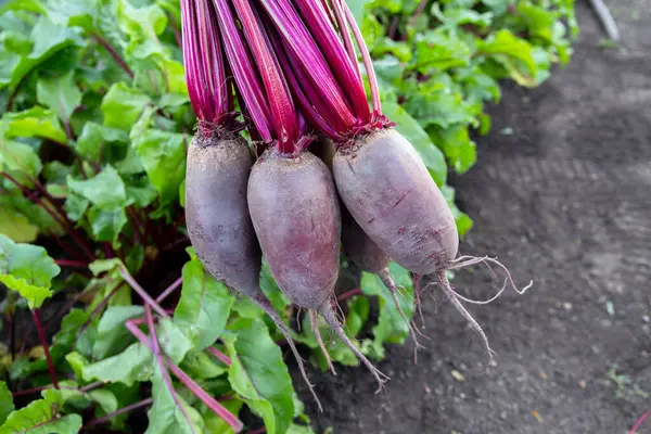 Yapraklı pancar kökleri (Cylindra çeşitliliği), bahçede büyüyen pancar sırasının yanında yer üstünde toplanır..