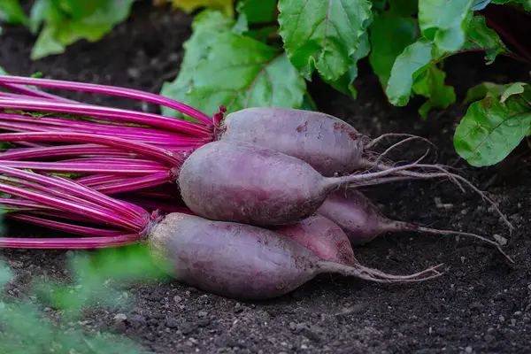 Yapraklı pancar kökleri (Cylindra çeşitliliği) bahçede büyüyen pancar sırasının yanında yerde yatar..