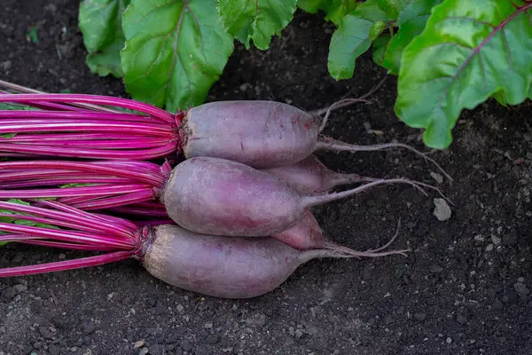 Yapraklı pancar kökleri (Cylindra çeşitliliği) bahçede büyüyen pancar sırasının yanında yerde yatar..