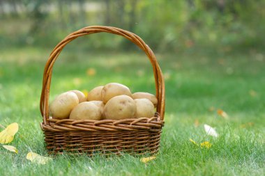 Hasır sepet ve ev yapımı organik Yukon altın patatesler Sonbaharda yeşil çimlerin üzerinde.