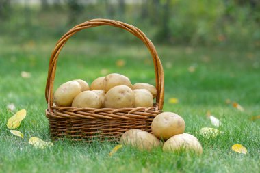 Hasır sepet ve ev yapımı organik Yukon altın patatesler Sonbaharda yeşil çimlerin üzerinde.
