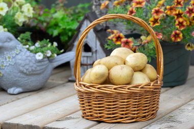 Sonbahar bahçesindeki ahşap güvertede kendi yetişmiş organik Yukon Gold patatesleri olan hasır sepet. Çiçek saksılarıyla süslenmiş arka plan.