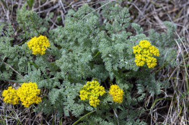 Çiçek açan bir bitkinin bahar çiçeği olan Lomatium utriculatum (ilkbahar altını) yeşil yapraklar ve sarı çiçeklerle.