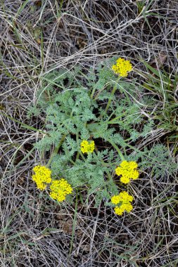 Çiçek açan bir bitkinin bahar çiçeği olan Lomatium utriculatum (ilkbahar altını) yeşil yapraklar ve sarı çiçeklerle.