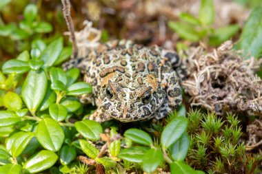 Şirin siyah Kanada kurbağası (veya Dakota kurbağası), yazın yaprakları olan dalların arasında, sulak alanlarda yosunlu bir orman zemininde oturuyor..
