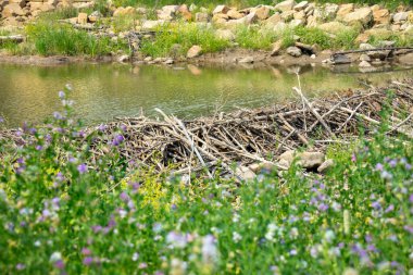 Yol kenarındaki derenin buharında ağaç ve dallardan yapılmış kunduz barajı inşa ediliyor. Etrafta kır çiçekleri ve yeşil çimenler yetişir..
