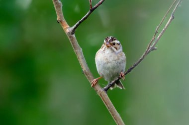Şirin küçük kil renkli serçe ormanda yeşil yaz yapraklarının arasında bir ağaç dalına tünemiş..