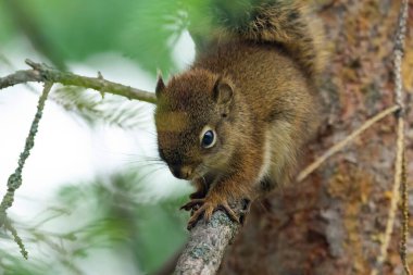 Amerikan kızıl sincabının şirin küçük bebeği yaz parkında bir ladin dalında oturuyor..