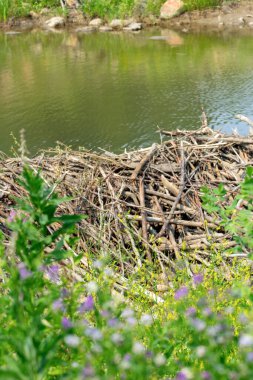 Yol kenarındaki derenin buharında ağaç ve dallardan yapılmış kunduz barajı inşa ediliyor. Etrafta kır çiçekleri ve yeşil çimenler yetişir..