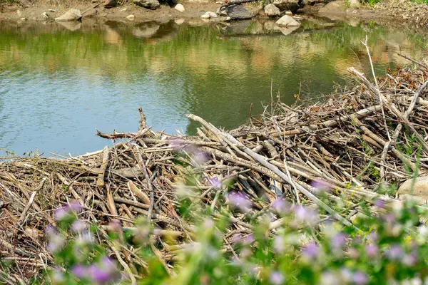 Yol kenarındaki derenin buharında ağaç ve dallardan yapılmış kunduz barajı inşa ediliyor. Etrafta kır çiçekleri ve yeşil çimenler yetişir..