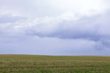 Sığırları beslemek için yeşil taze çimen ve baharın başlarında bulutlu gökyüzü olan tarım arazisi..