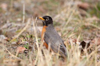 Şirin bir göçmen kuş olan Amerikalı Robin baharın başında kuru çimenlerin ve yaprakların arasında yiyecek arıyor. Çiftleşme mevsiminin parlak turuncu tüyleri.