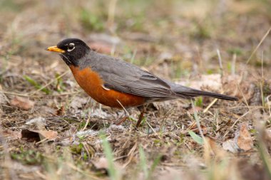 Şirin bir göçmen kuş olan Amerikalı Robin baharın başında kuru çimenlerin ve yaprakların arasında yiyecek arıyor. Çiftleşme mevsiminin parlak turuncu tüyleri.
