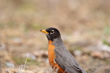Şirin bir göçmen kuş olan Amerikalı Robin baharın başında kuru çimenlerin ve yaprakların arasında yiyecek arıyor. Çiftleşme mevsiminin parlak turuncu tüyleri.