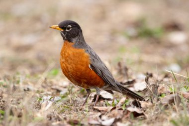 Şirin bir göçmen kuş olan Amerikalı Robin baharın başında kuru çimenlerin ve yaprakların arasında yiyecek arıyor. Çiftleşme mevsiminin parlak turuncu tüyleri.