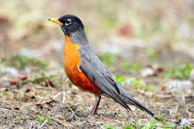 Şirin bir göçmen kuş olan Amerikalı Robin baharın başında kuru çimenlerin ve yaprakların arasında yiyecek arıyor. Çiftleşme mevsiminin parlak turuncu tüyleri.
