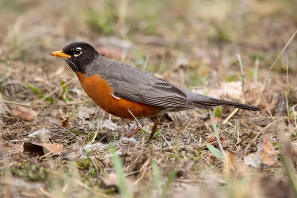 Şirin bir göçmen kuş olan Amerikalı Robin baharın başında kuru çimenlerin ve yaprakların arasında yiyecek arıyor. Çiftleşme mevsiminin parlak turuncu tüyleri.