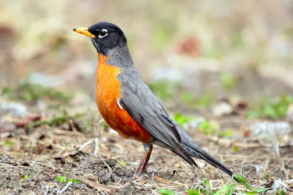 Şirin bir göçmen kuş olan Amerikalı Robin baharın başında kuru çimenlerin ve yaprakların arasında yiyecek arıyor. Çiftleşme mevsiminin parlak turuncu tüyleri.