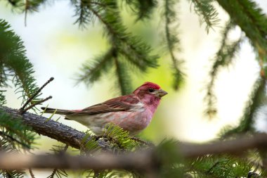 Canlı ahududu kırmızısı tüyüne sahip çarpıcı bir erkek Mor Finch, doğal bir bahar ormanlık alanında taze yeşil iğnelerle çevrili bir ladin dalına tünemiştir..