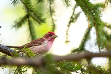 Canlı ahududu kırmızısı tüyüne sahip çarpıcı bir erkek Mor Finch, doğal bir bahar ormanlık alanında taze yeşil iğnelerle çevrili bir ladin dalına tünemiştir..