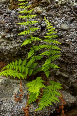Kırılgan mesane eğreltiotu ya da sıradan kırılgan eğrelti otları olarak da bilinir. Ormanlık bir ortamda gölgeli, nemli bir kaya yüzeyinde narin bir şekilde büyür..