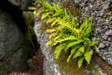 Yaygın Polypody ya da Rock Cap Fern olarak da bilinen sonsuza dek yeşil bir kaya polipody eğreltiotu, doğal bir ormanlık alanda yosun kaplı bir kayanın yüzeyinde yetişir..