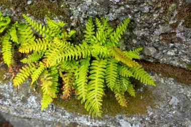 Yaygın Polypody ya da Rock Cap Fern olarak da bilinen sonsuza dek yeşil bir kaya polipody eğreltiotu, doğal bir ormanlık alanda yosun kaplı bir kayanın yüzeyinde yetişir..