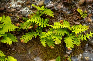 Yaygın Polypody ya da Rock Cap Fern olarak da bilinen sonsuza dek yeşil bir kaya polipody eğreltiotu, doğal bir ormanlık alanda yosun kaplı bir kayanın yüzeyinde yetişir..