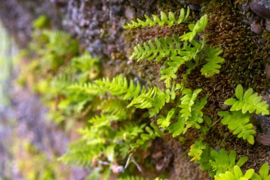 Yaygın Polypody ya da Rock Cap Fern olarak da bilinen sonsuza dek yeşil bir kaya polipody eğreltiotu, doğal bir ormanlık alanda yosun kaplı bir kayanın yüzeyinde yetişir..