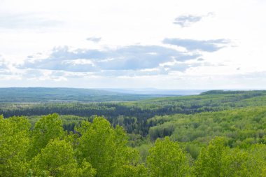 Güneşli bahar gününde dağın tepesinden orman yeşili vadiye nefes kesici bir manzara. Taze yeşil yapraklı ladin ağaçları.