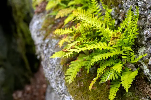 Yaygın Polypody ya da Rock Cap Fern olarak da bilinen sonsuza dek yeşil bir kaya polipody eğreltiotu, doğal bir ormanlık alanda yosun kaplı bir kayanın yüzeyinde yetişir..