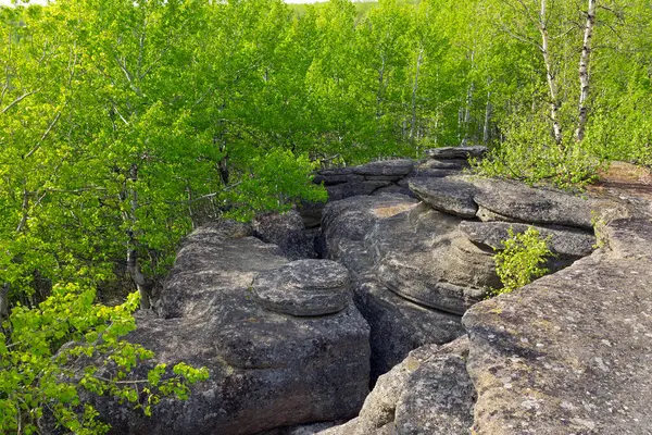Dev kayalar, eski tarih öncesi okyanus çukurunun yerine yeşil bir orman ortamının içine yerleştirilmiş jeolojik yapılar inşa eder. Halka kayaları oluşumu, Batı Kanada Tortul Havzası, Alberta