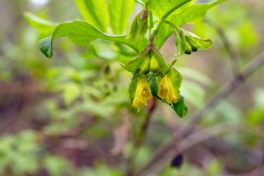 Bahar aylarında Boreal Ormanı 'nda yapraklı yeşil bir dalda açan çiçekler, parlak sarı twinberry hanımeli (Lonicera' nın karışımı)..