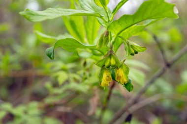 Bahar aylarında Boreal Ormanı 'nda yapraklı yeşil bir dalda açan çiçekler, parlak sarı twinberry hanımeli (Lonicera' nın karışımı)..