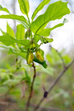 Bahar aylarında Boreal Ormanı 'nda yapraklı yeşil bir dalda açan çiçekler, parlak sarı twinberry hanımeli (Lonicera' nın karışımı)..