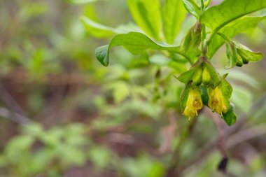Bahar aylarında Boreal Ormanı 'nda yapraklı yeşil bir dalda açan çiçekler, parlak sarı twinberry hanımeli (Lonicera' nın karışımı)..