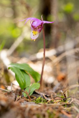 Kalipso soğanının minik pembe çiçeği, Kalipso orkidesi, peri terliği ya da Venüs 'ün terliği olarak bilinir. Kuzey ve Montan ormanlarında bulunan orkide familyasının daimi bir üyesidir..