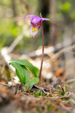 Kalipso soğanının minik pembe çiçeği, Kalipso orkidesi, peri terliği ya da Venüs 'ün terliği olarak bilinir. Kuzey ve Montan ormanlarında bulunan orkide familyasının daimi bir üyesidir..