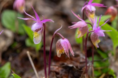 Kalipso soğanının minik pembe çiçekleri. Kalipso orkidesi, peri terliği ya da Venüs 'ün terliği olarak bilinir. Kuzey ve Montan ormanlarında bulunan orkide familyasının daimi bir üyesidir..
