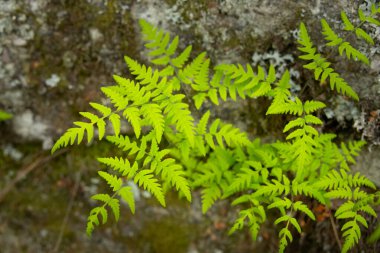 Kırılgan mesane eğreltiotu ya da sıradan kırılgan eğrelti otları olarak da bilinir. Ormanlık bir ortamda gölgeli, nemli bir kaya yüzeyinde narin bir şekilde büyür..