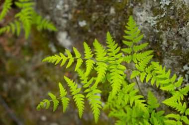 Kırılgan mesane eğreltiotu ya da sıradan kırılgan eğrelti otları olarak da bilinir. Ormanlık bir ortamda gölgeli, nemli bir kaya yüzeyinde narin bir şekilde büyür..