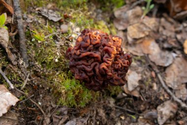 Sahte Morel 'in (Gyromitra esculenta) beyin benzeri başlığı orman tabanından çürüyen yapraklar, dallar ve çimenlerin arasından çıkar. Doğal orman ortamında zehirli yaban mantarının eşsiz dokusu..